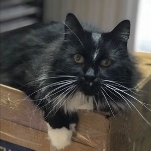 Meet your Posher, Paula